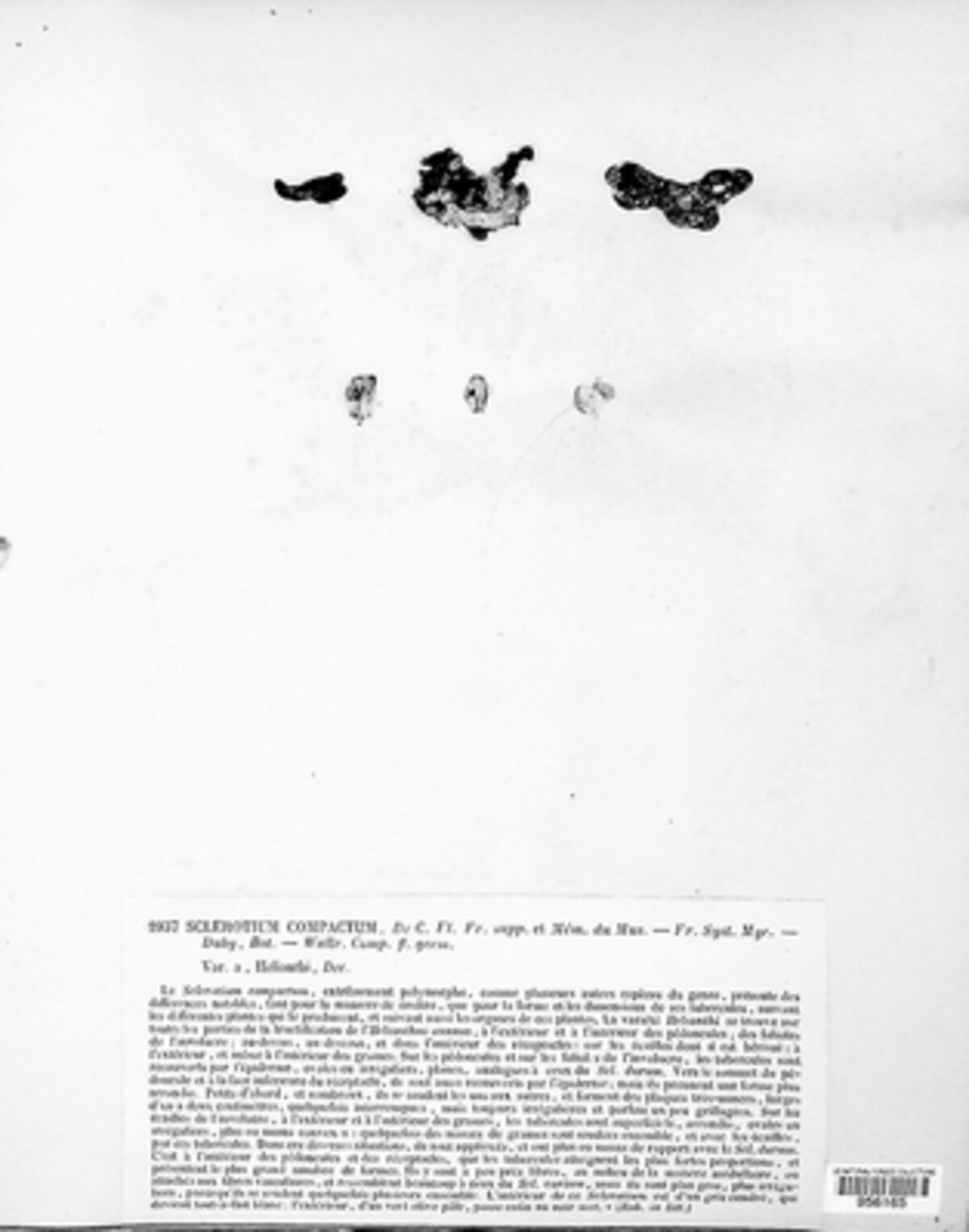 Sclerotium compactum image